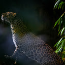 Leopard  screen for extension Chrome web store in OffiDocs Chromium
