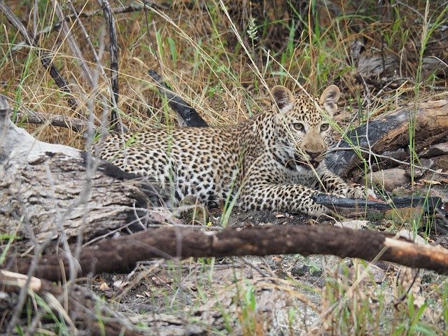 Free download Leopard Africa Safari -  free photo or picture to be edited with GIMP online image editor