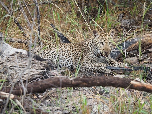 دانلود رایگان Leopard Africa Safari - عکس یا تصویر رایگان قابل ویرایش با ویرایشگر تصویر آنلاین GIMP