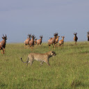 Leopard and herd of deer  screen for extension Chrome web store in OffiDocs Chromium