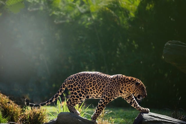 Free download leopard animal mammal big cat free picture to be edited with GIMP free online image editor