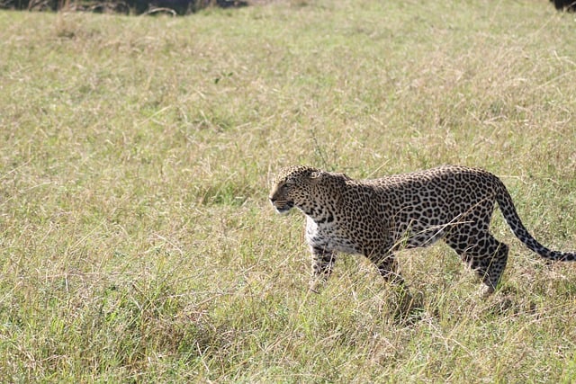 Free download leopard animal wildlife feline free picture to be edited with GIMP free online image editor