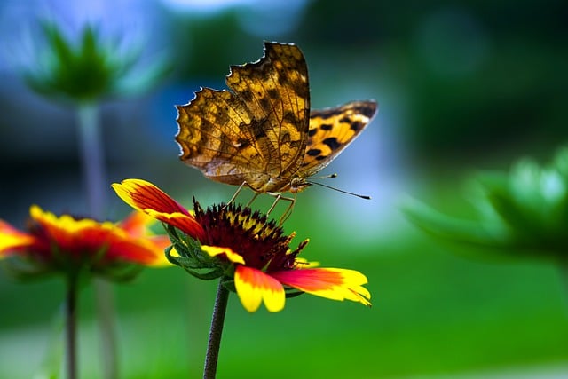 जीआईएमपी मुफ्त ऑनलाइन छवि संपादक के साथ संपादित करने के लिए मुफ्त डाउनलोड तेंदुआ तितली तितली कीड़े मुफ्त चित्र