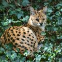 Leopard Cat  screen for extension Chrome web store in OffiDocs Chromium