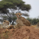 Leopard Couple  screen for extension Chrome web store in OffiDocs Chromium