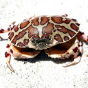 Leopard crab  screen for extension Chrome web store in OffiDocs Chromium