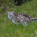 Leopard cub hunting  screen for extension Chrome web store in OffiDocs Chromium