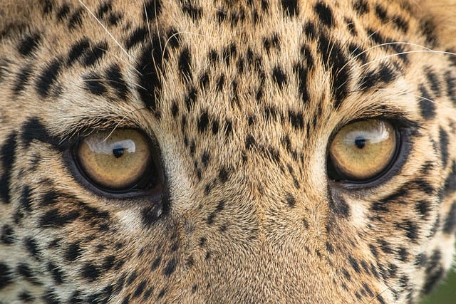 Free download leopard eyes mammal predator free picture to be edited with GIMP free online image editor