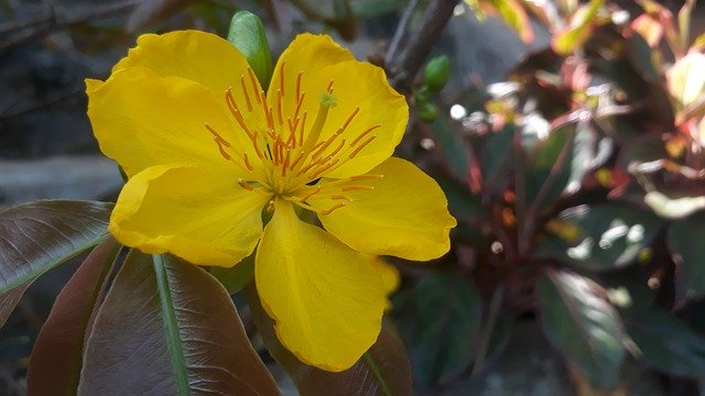 Free download Leopard Flower Apricot Blossom -  free photo or picture to be edited with GIMP online image editor
