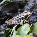 Leopard frog  screen for extension Chrome web store in OffiDocs Chromium
