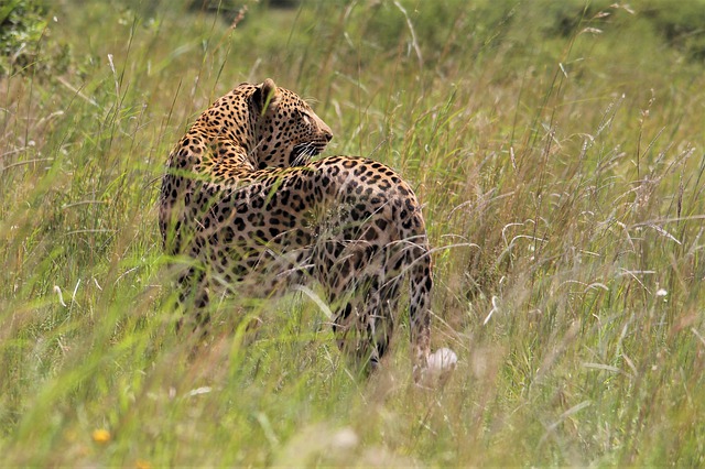 Free download leopard large cat hunting free picture to be edited with GIMP free online image editor