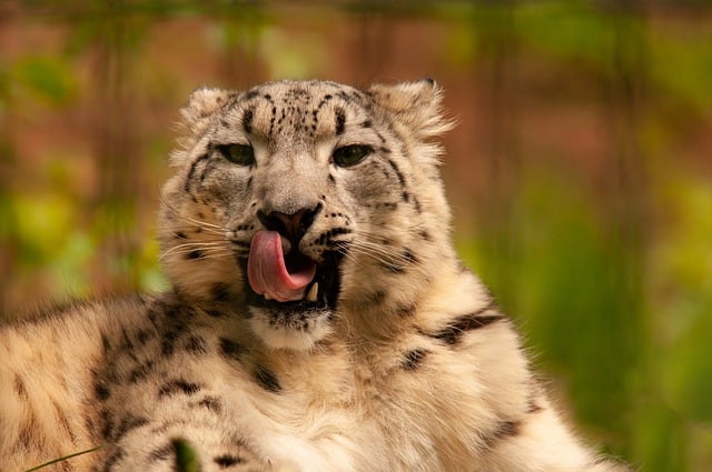 Free download leopard nature predator wild animal free picture to be edited with GIMP free online image editor