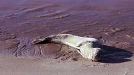 Free download Leopard Seal Animal Mammal -  free video to be edited with OpenShot online video editor