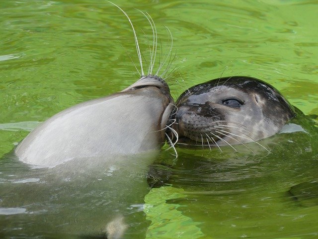 Free download Leopard Seal Friends Smooch -  free photo or picture to be edited with GIMP online image editor
