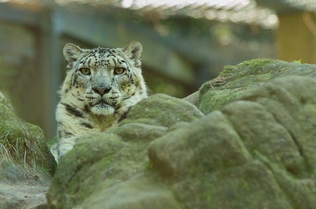 Free download leopard snow leopard feline free picture to be edited with GIMP free online image editor
