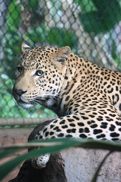 Free download leopard spots eyes paws pretoria free picture to be edited with GIMP free online image editor