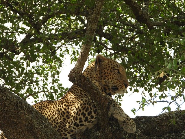 Gratis download Leopard Tanzania Serengeti - gratis foto of afbeelding om te bewerken met GIMP online afbeeldingseditor