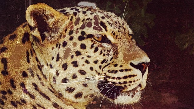 Free download leopard wild cat big cat portrait free picture to be edited with GIMP free online image editor