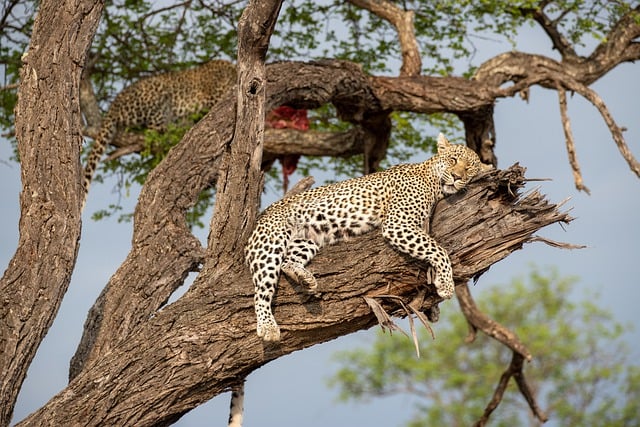 Ücretsiz indir leopar yaban hayatı türleri fauna ücretsiz resim GIMP ücretsiz çevrimiçi resim düzenleyici ile düzenlenebilir