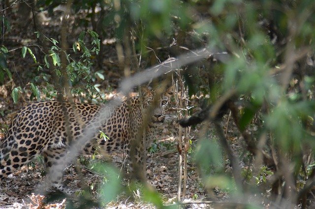 Free download Leopard Wild Predator -  free free photo or picture to be edited with GIMP online image editor