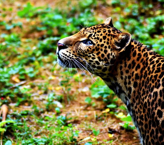 Free download Leopard Zoo Animal -  free photo or picture to be edited with GIMP online image editor