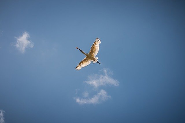 Unduh gratis Lepelar Bird Flying - foto atau gambar gratis untuk diedit dengan editor gambar online GIMP