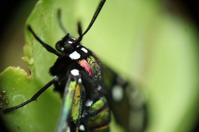 Gratis download Lepidóptera Butterfly Day Insects - gratis foto of afbeelding om te bewerken met GIMP online afbeeldingseditor