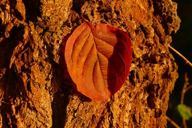 Free download Letter Bark Tree -  free photo or picture to be edited with GIMP online image editor