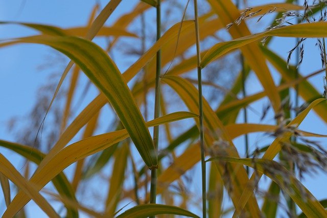 Muat turun percuma Letter Foliage Rushes - foto atau gambar percuma percuma untuk diedit dengan editor imej dalam talian GIMP