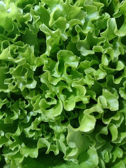 Free download Lettuce Green Diet Close -  free photo or picture to be edited with GIMP online image editor