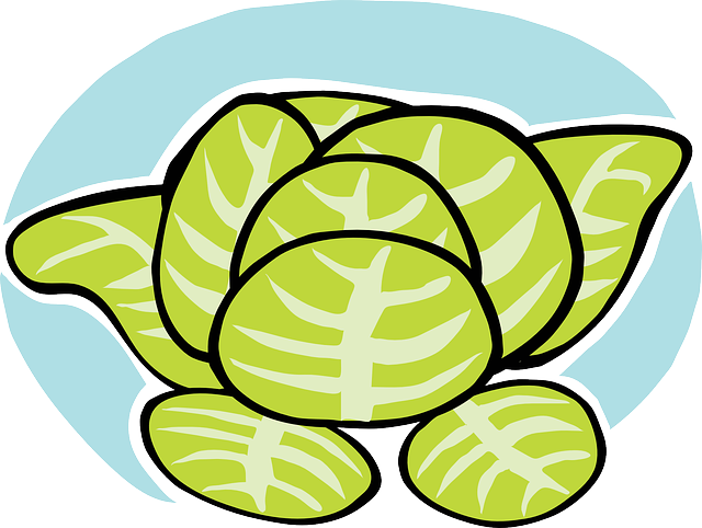 Free download Lettuce Iceberg Veggie - Free vector graphic on Pixabay free illustration to be edited with GIMP free online image editor