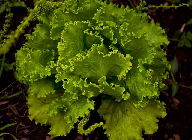 Free download lettuce leaves vegetable plant free picture to be edited with GIMP free online image editor