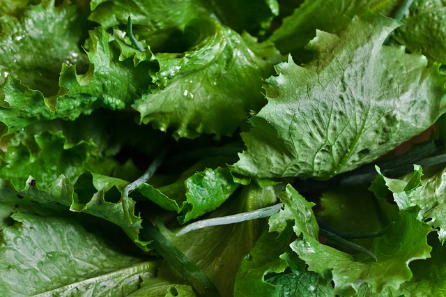 Free graphic lettuce salad cos leaves leaf to be edited by GIMP free image editor by OffiDocs