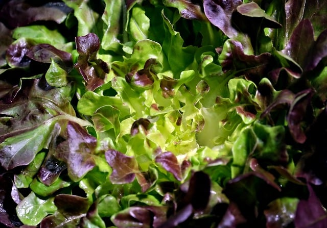 Free download lettuce vegetable food leaves free picture to be edited with GIMP free online image editor