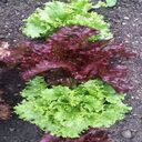 lettuce wallpaper  screen for extension Chrome web store in OffiDocs Chromium