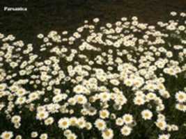 Free download Leucanthemum Flowers free photo or picture to be edited with GIMP online image editor