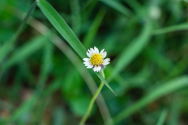 Descarga gratuita Leucanthemum Vulgare Flower - foto o imagen gratuita para editar con el editor de imágenes en línea GIMP