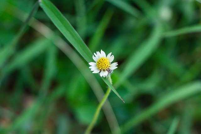 Free download Leucanthemum Vulgare Flower -  free photo or picture to be edited with GIMP online image editor