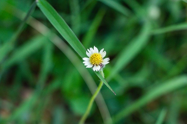 دانلود رایگان Leucanthemum Vulgare Flower - عکس یا تصویر رایگان قابل ویرایش با ویرایشگر تصویر آنلاین GIMP