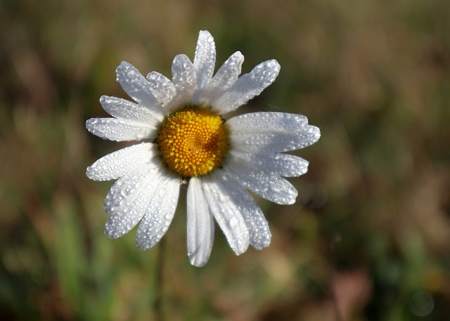 Free download leucanthemum vulgare ox eye daisy free picture to be edited with GIMP free online image editor