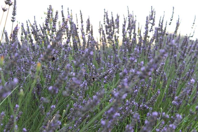Free download Levandula The Smell Of Lavender -  free photo or picture to be edited with GIMP online image editor