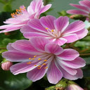 Lewisia Flower Wallpaper  screen for extension Chrome web store in OffiDocs Chromium
