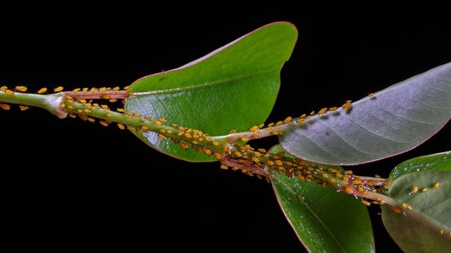 Free download lice aphids louse colony pests free picture to be edited with GIMP free online image editor