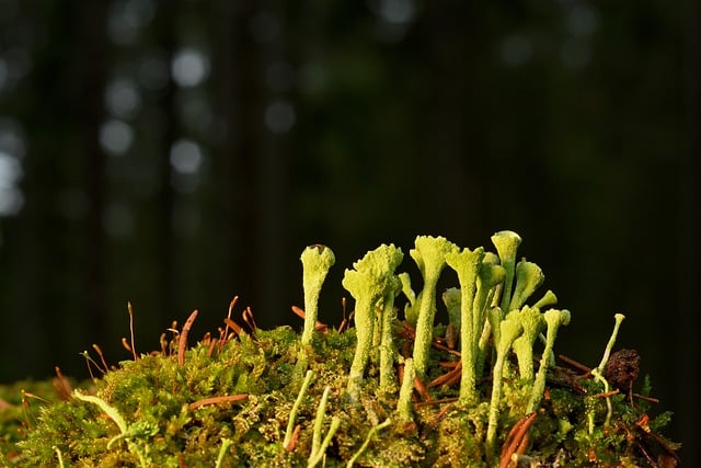 Free download lichen moss cup lichen forest free picture to be edited with GIMP free online image editor