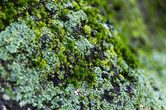 Free download lichen moss tree forest green free picture to be edited with GIMP free online image editor