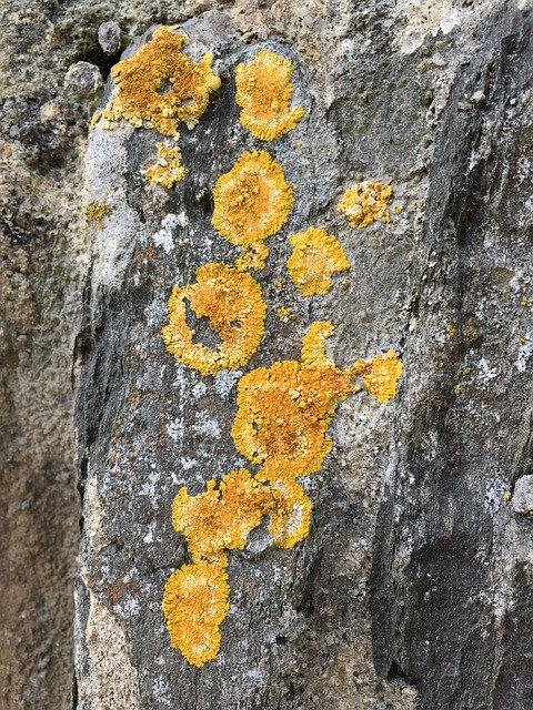 Unduh gratis Lichen Nature Rock - foto atau gambar gratis untuk diedit dengan editor gambar online GIMP