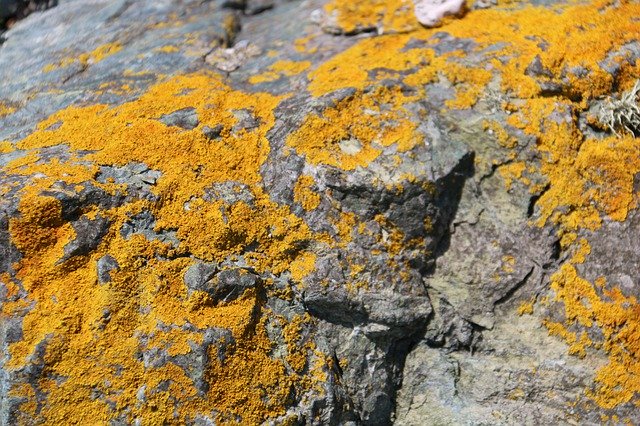 Free download Lichen Rock Stone -  free photo or picture to be edited with GIMP online image editor