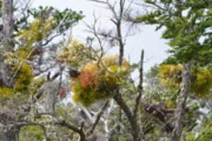 Free download Lichens in tree on Gable Island free photo or picture to be edited with GIMP online image editor