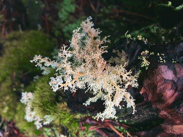 Bezpłatne pobieranie Lichens Nature Moss - bezpłatne zdjęcie lub obraz do edycji za pomocą internetowego edytora obrazów GIMP