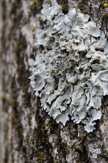 Free download Lichen Tree Bark -  free photo or picture to be edited with GIMP online image editor